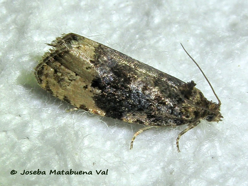 Tortricidae :  cfr. Hedya ochroleucana